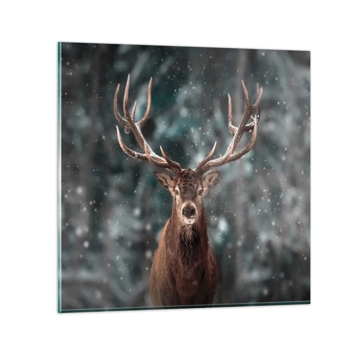 Glastavla - Bild på glas - Krönt skogens kung - 40x40 cm