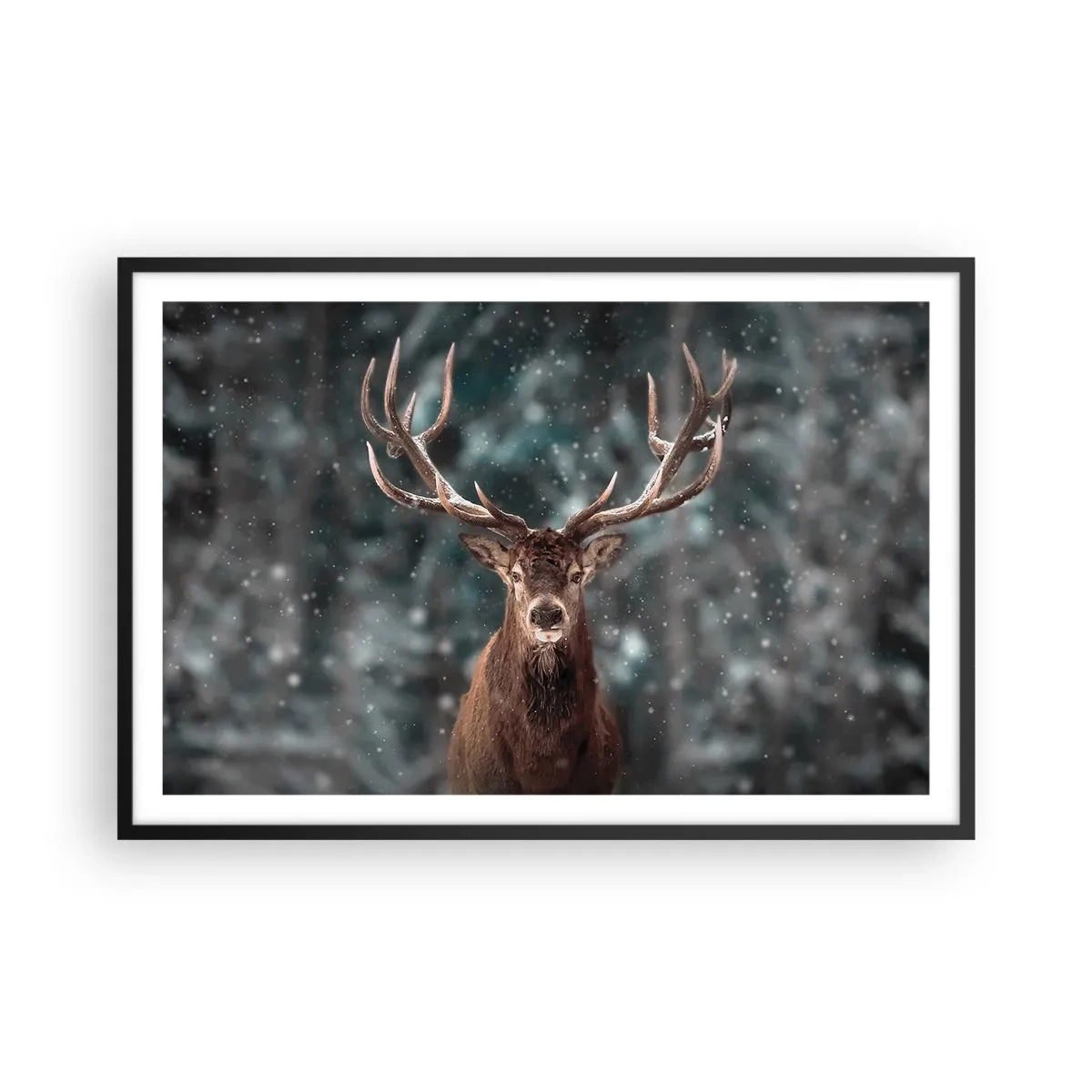 Affisch i svart ram - Krönt skogens kung - 91x61 cm