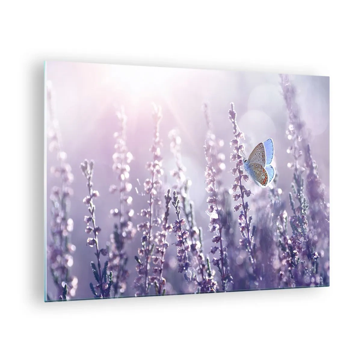 Glastavla - Bild på glas - En fjäril i ett lavendelfält i solskenet - 70x50cm - En fjärils kyss - Modern väggdekoration för vardagsrum och sovrum ARTTOR