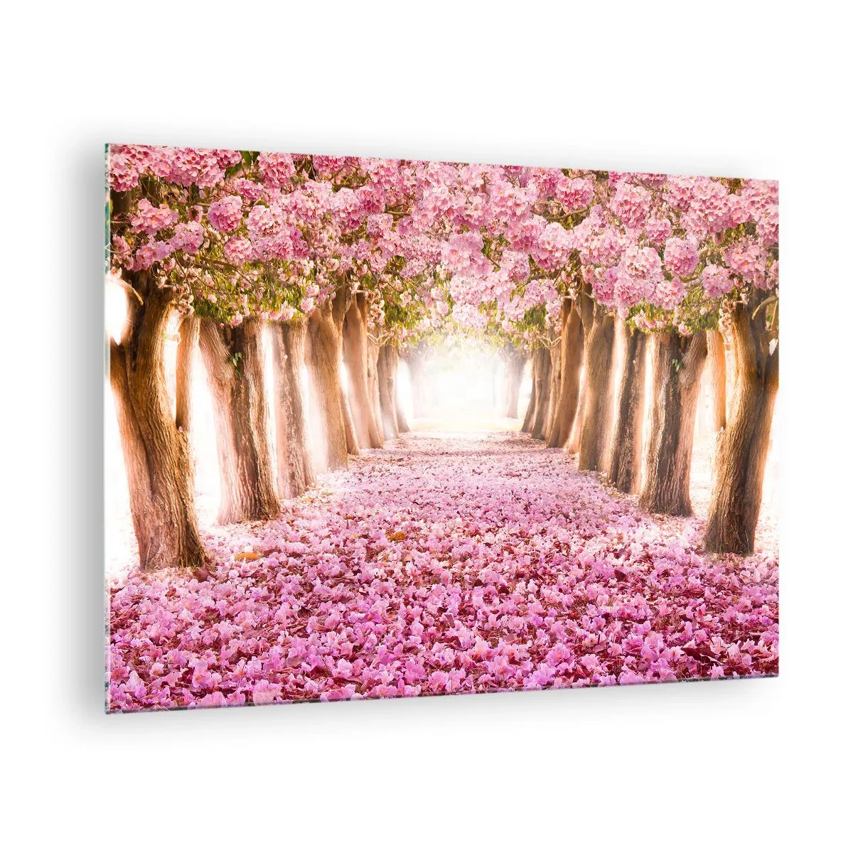 Glastavla - Bild på glas - En allé av blommande träd med rosa kronblad på marken - 70x50cm - Vägen till paradiset - Modern väggdekoration för vardagsrum och sovrum ARTTOR