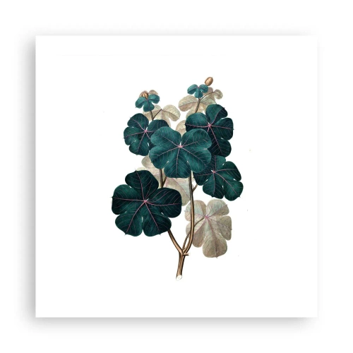 Affisch - Från ett gammalt herbarium - 50x50 cm