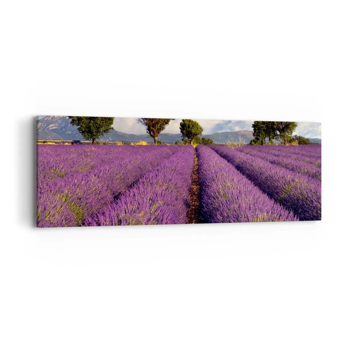 Canvastavla - Bild på duk - Lavendelrader - 90x30 cm