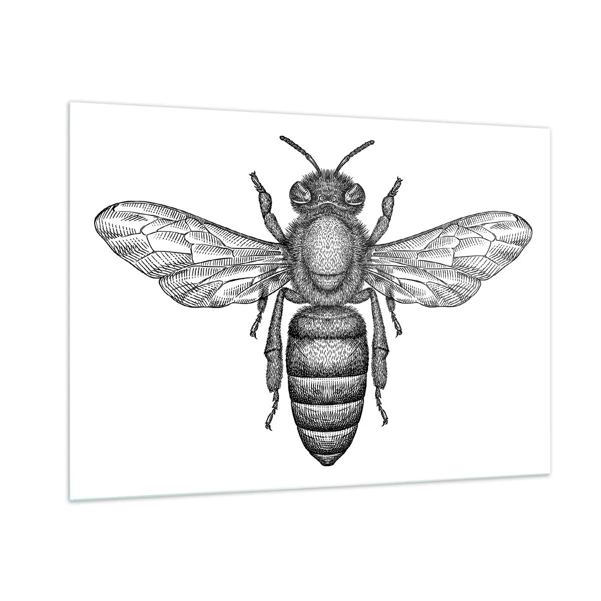 Glastavla - Bild på glas - Porträtt av en insekt - 100x70 cm