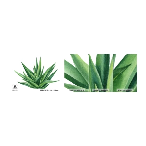 Fototapet Prov Standard Eco - Grönt - styrka - liv - Växt, Aloe, Botanik - 100x30 cm