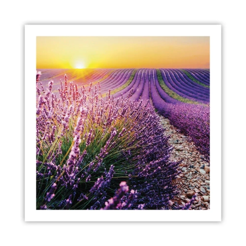 Affisch - Doftande åkermark - 60x60 cm