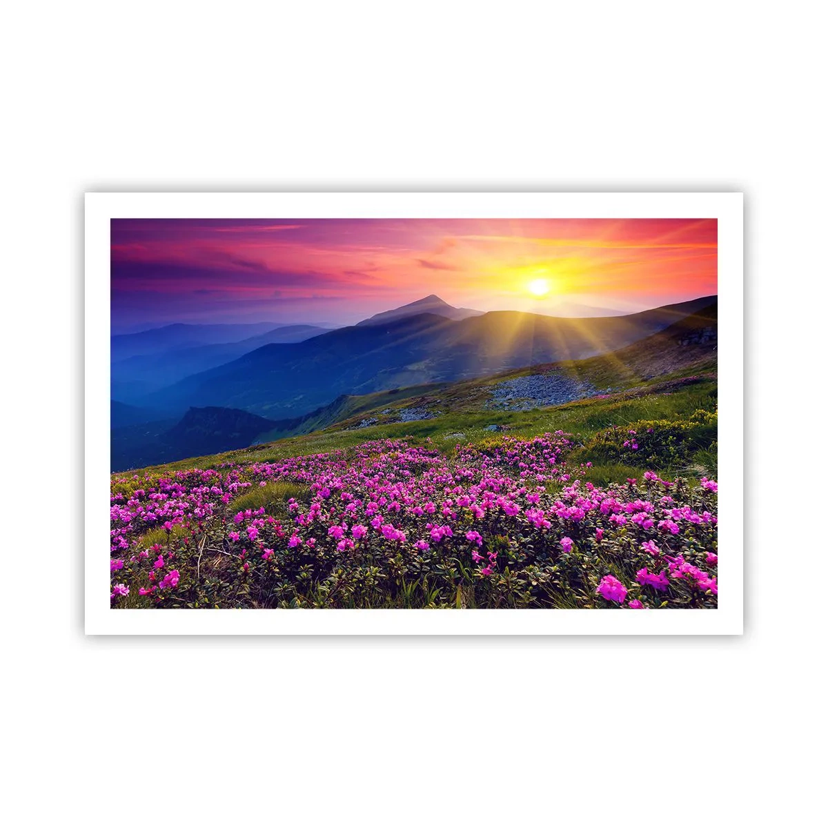 Affisch - … Bergtallen doftar och örterna luktar runt omkring - 91x61 cm