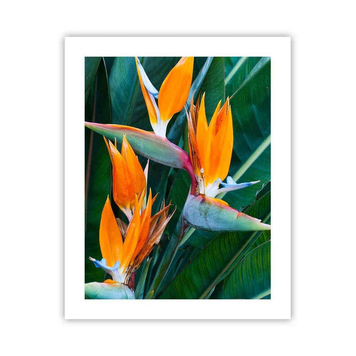 Affisch - Är det en blomma, eller en fågel? - 40x50 cm