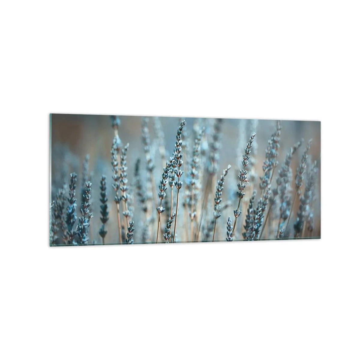 Glastavla - Bild på glas - Doftande åkermark - 120x50 cm