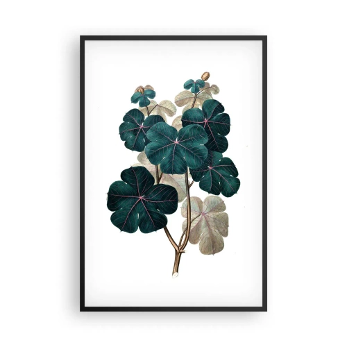 Affisch i svart ram - Från ett gammalt herbarium - 61x91 cm