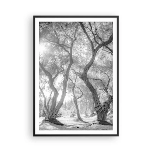 Affisch i svart ram - I en olivlund - 70x100 cm