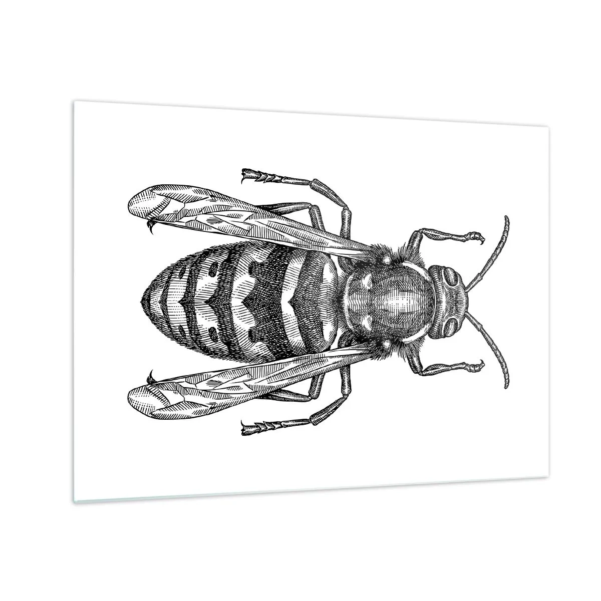 Glastavla - Bild på glas - Svartvit retro illustration av en geting på vit bakgrund - 70x50cm - Från insektplaneten  - Modern väggdekoration för vardagsrum och sovrum ARTTOR