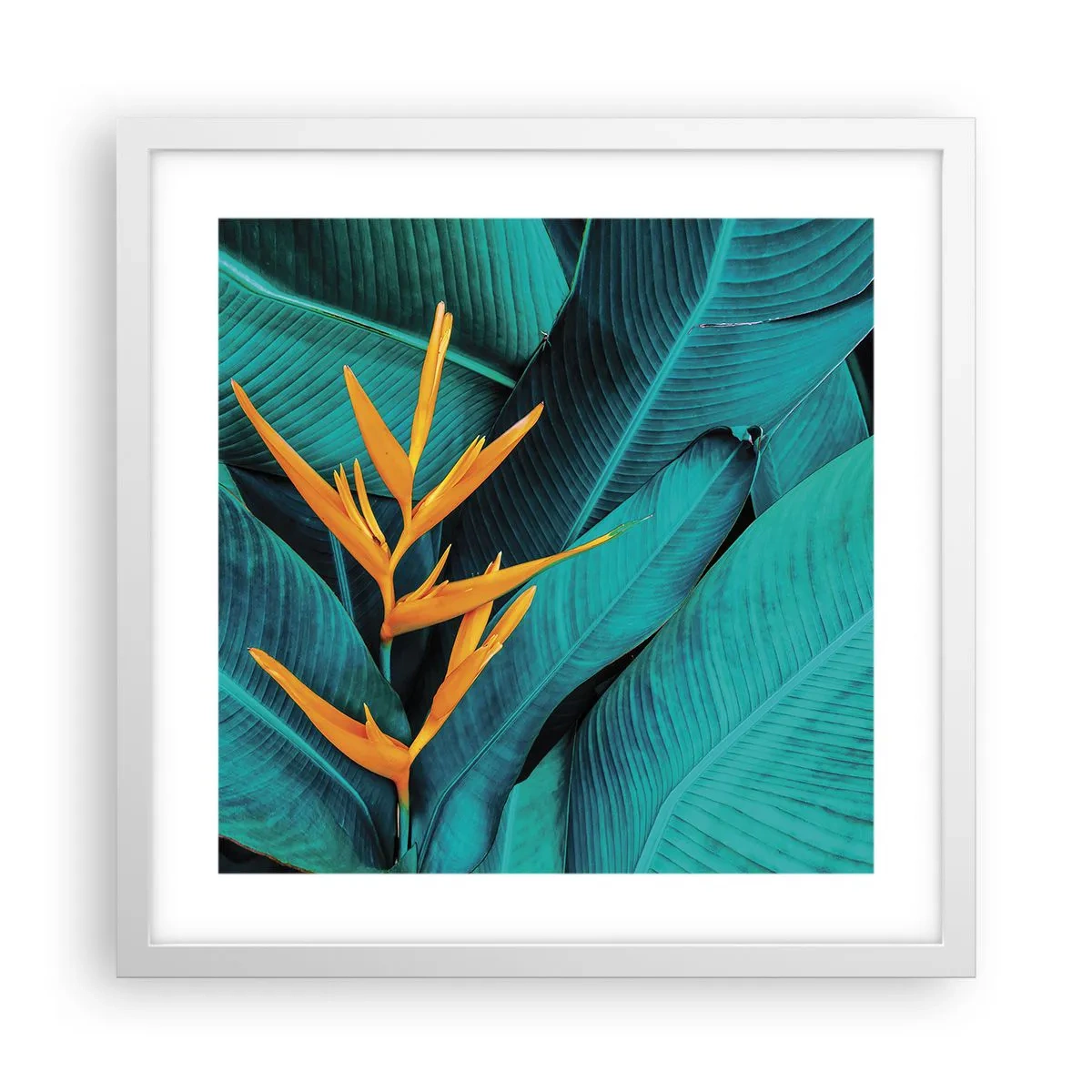 Affisch i vit ram - Edens blomma - 40x40 cm