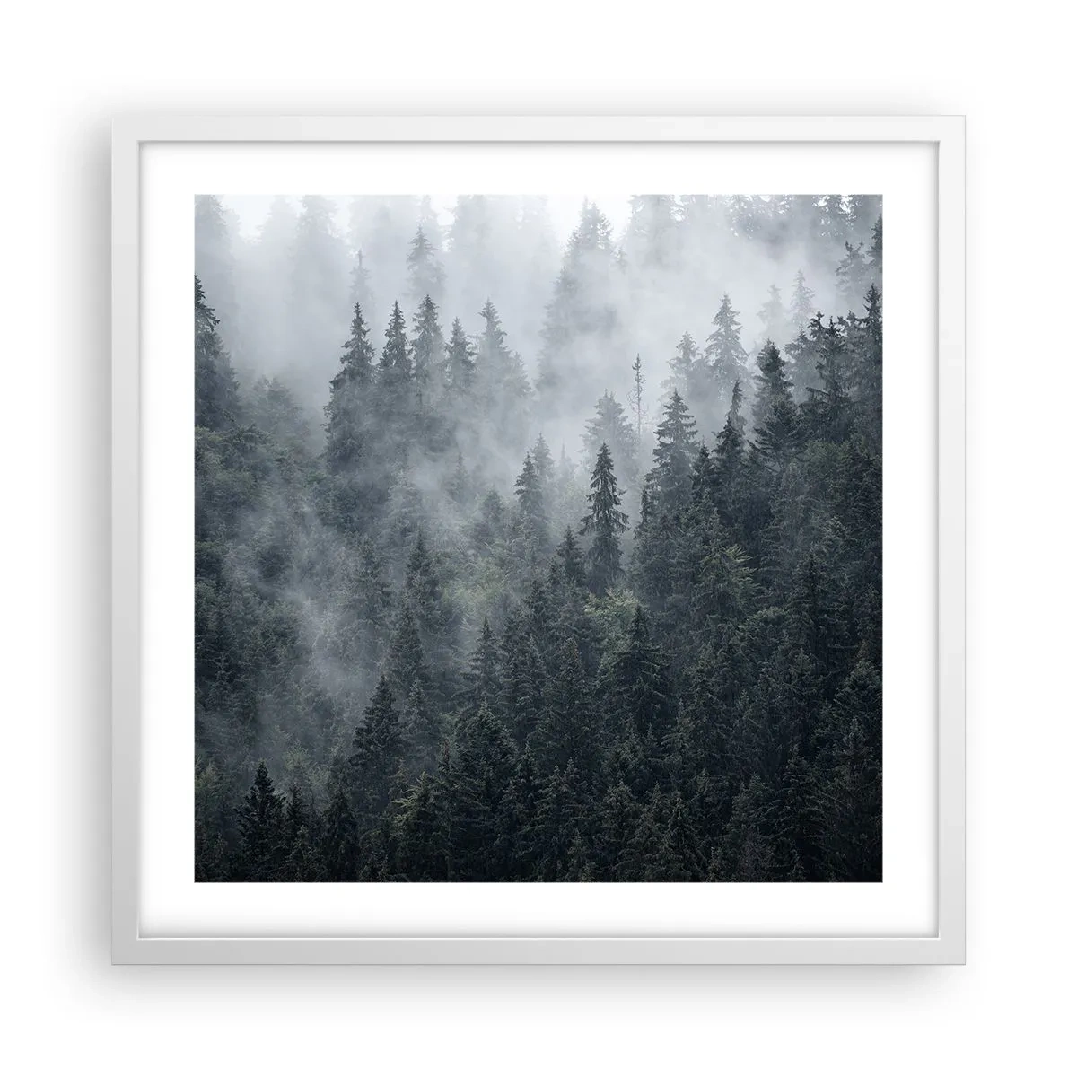 Affisch i vit ram - Gryning i skogen - 50x50 cm