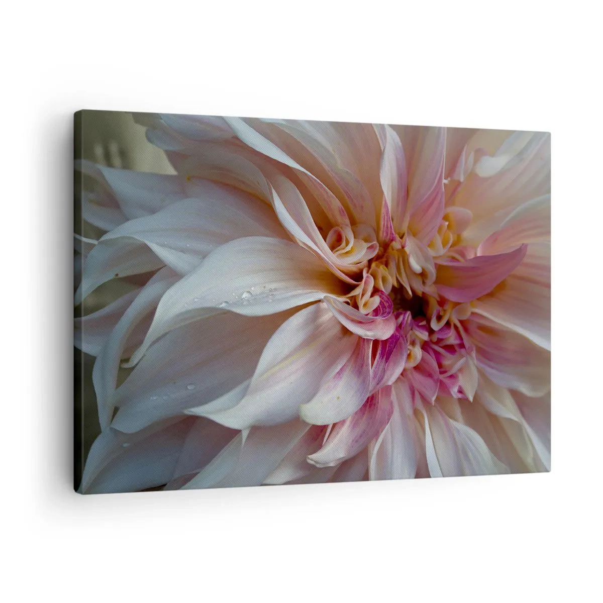 Canvastavla - Bild på duk - Närbild av fina rosa blomblad med vattendroppar - 70x50cm - Blommande friskhet - Modern väggdekoration för vardagsrum och sovrum ARTTOR