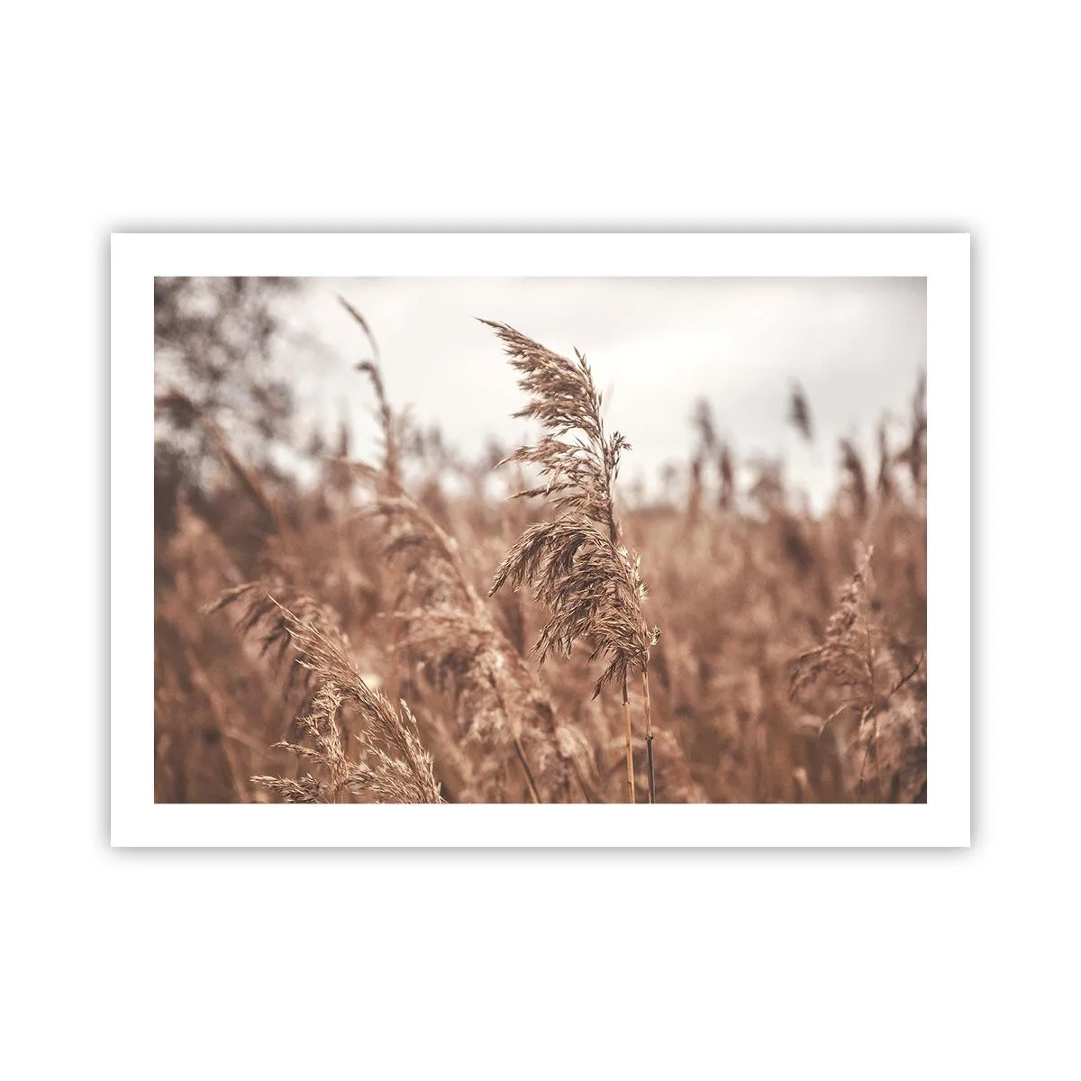 Affisch - Hösten är framme på åkrarna - 70x50 cm