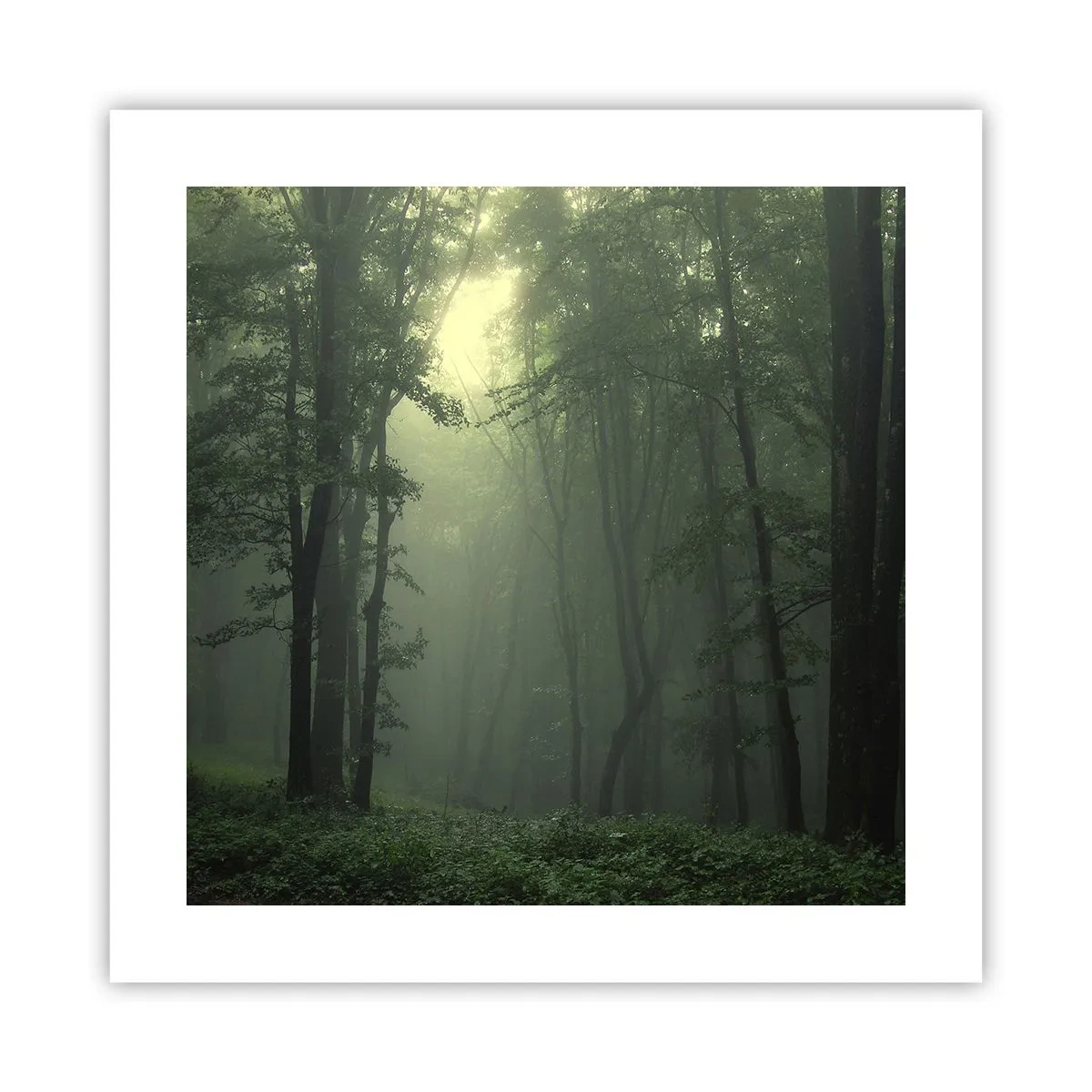 Affisch - Innan skogen vaknar - 40x40 cm