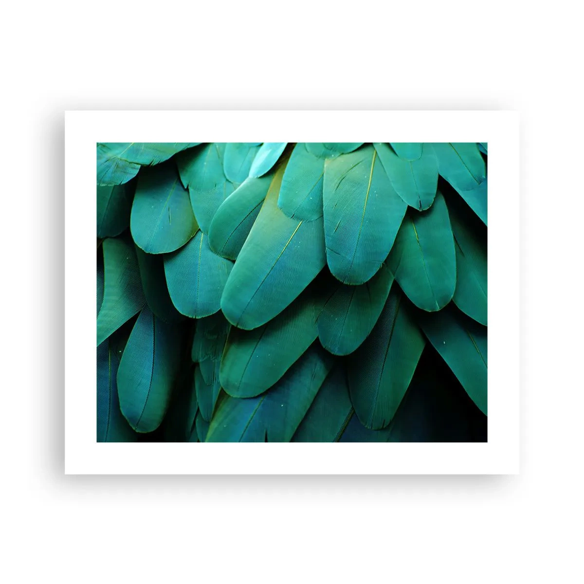 Affisch - Precision av papegojans natur - 50x40 cm