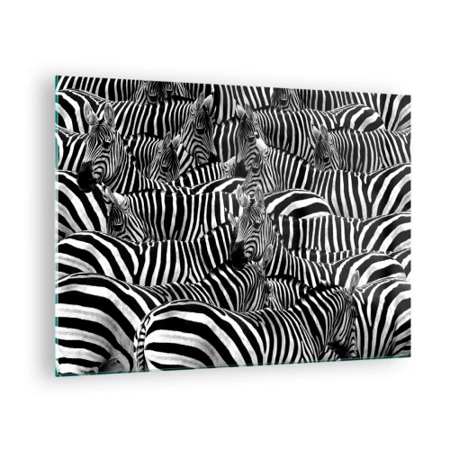 Glastavla - Bild på glas - En flock zebror i monokrom - 70x50cm - Randig grupporträtt - Modern väggdekoration för vardagsrum och sovrum ARTTOR