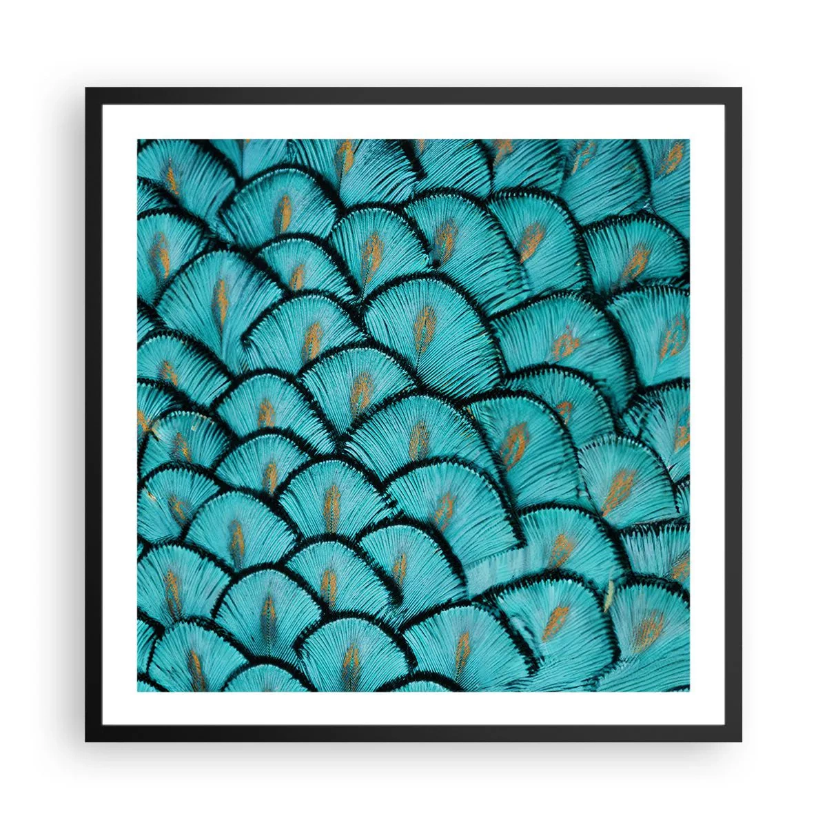 Affisch i svart ram - Den stora fjädergalan - 60x60 cm