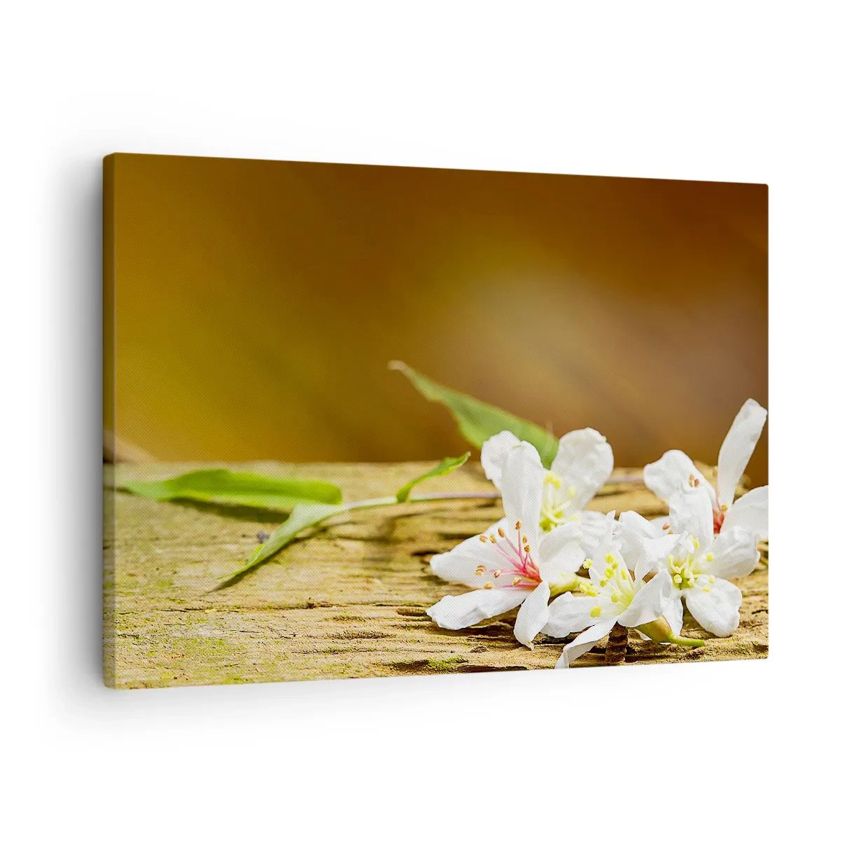 Canvastavla - Bild på duk - Vita blommor på en träbakgrund i naturligt ljus - 70x50cm - Oskyldigt löfte - Modern väggdekoration för vardagsrum och sovrum ARTTOR