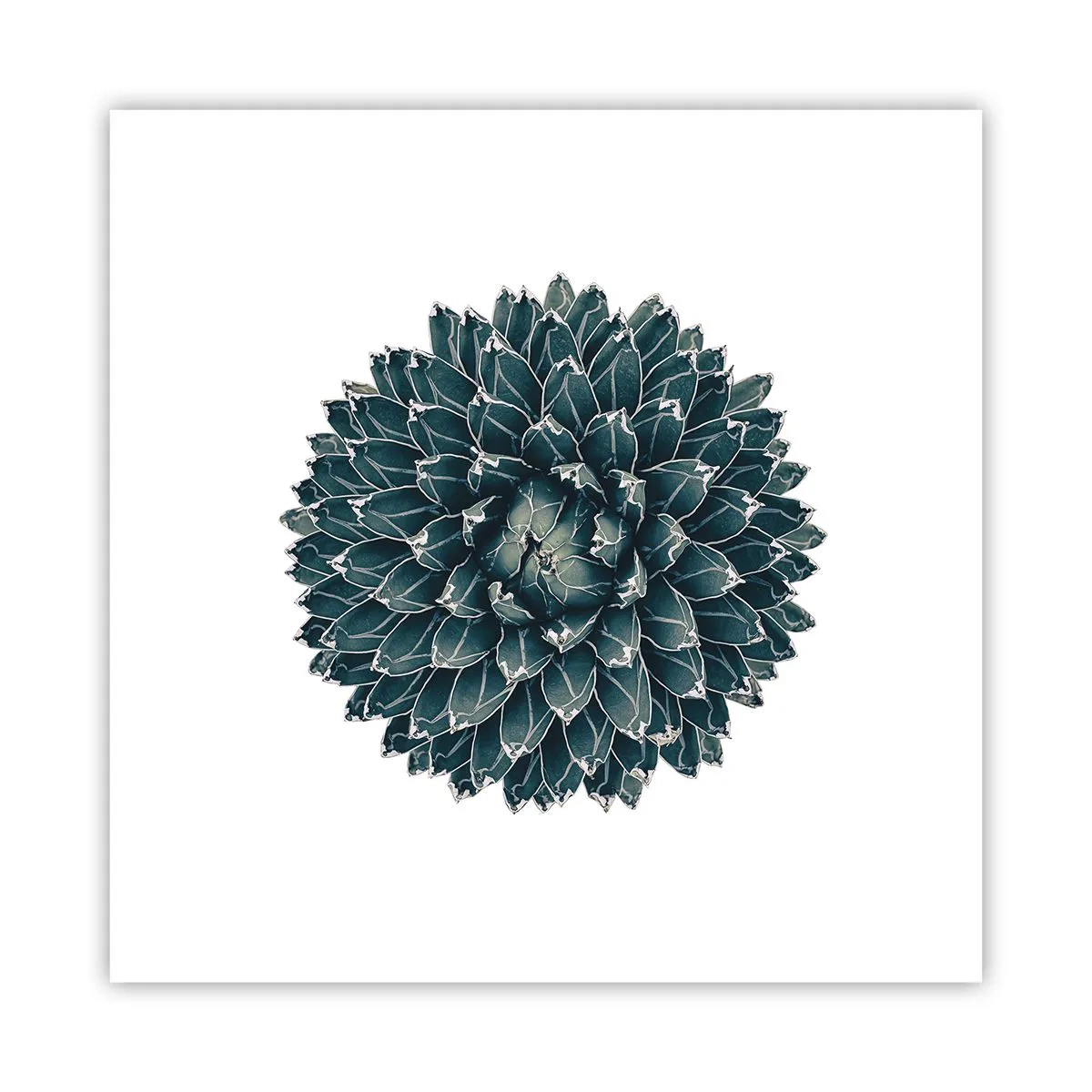 Affisch - Öknens stjärna - 30x30 cm
