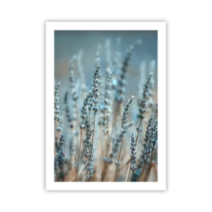Affisch - Doftande åkermark - 50x70 cm