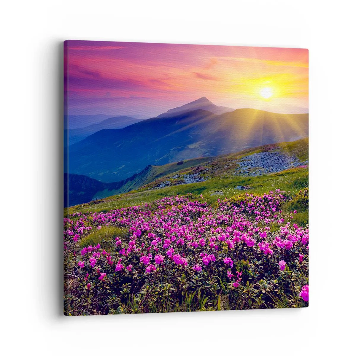 Canvastavla - Bild på duk - … Bergtallen doftar och örterna luktar runt omkring - 40x40 cm