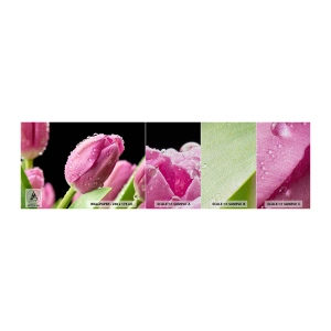 Provbit av fototapet Premium Sand - Lila sömn i daggen - Blommor, Tulpaner, Blombukett - 100x30 cm