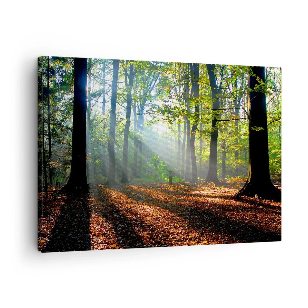 Canvastavla - Bild på duk - En skogsglänta upplyst av solens strålar - 70x50cm - Sken-och skuggspel - Modern väggdekoration för vardagsrum och sovrum ARTTOR