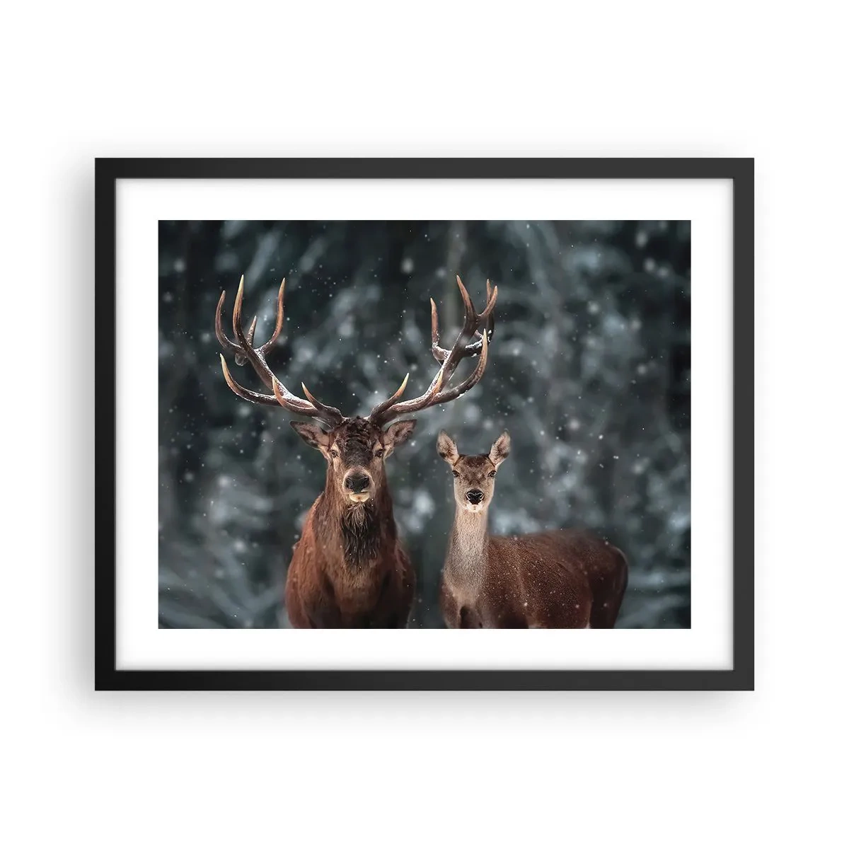 Affisch i svart ram - Skogens herre med hustrun - 50x40 cm