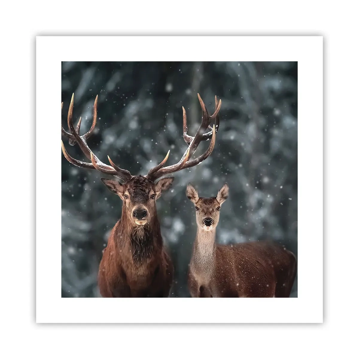 Affisch - Skogens herre med hustrun - 40x40 cm