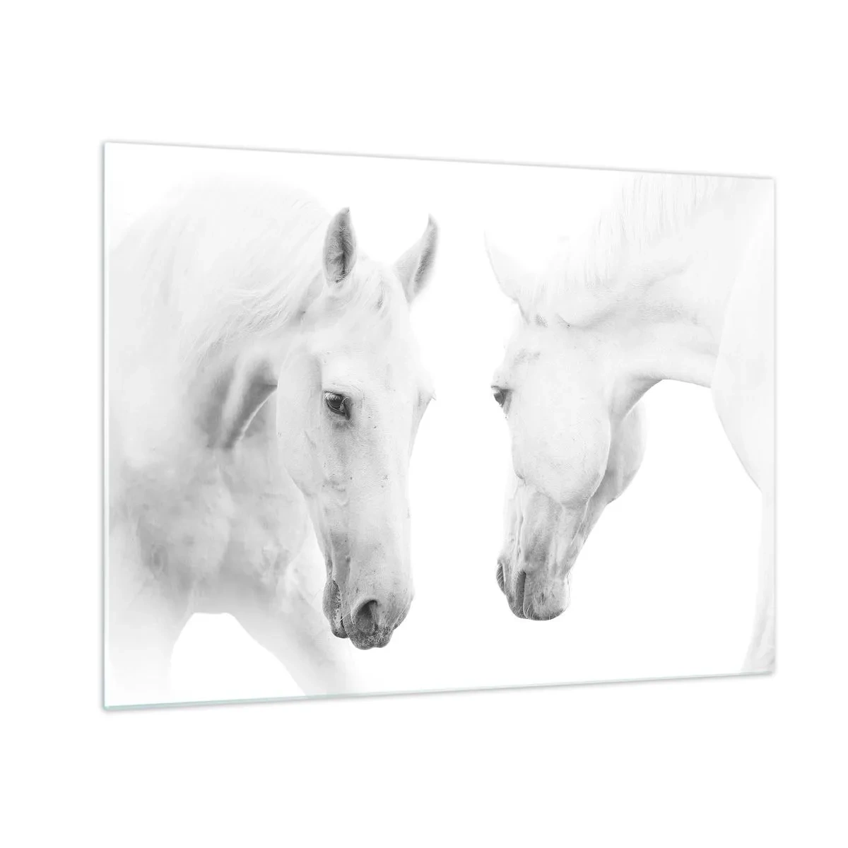 Glastavla - Bild på glas - Två vita hästar mitt emot varandra mot en ljus bakgrund - 70x50cm - Är det vänskap…? - Modern väggdekoration för vardagsrum och sovrum ARTTOR