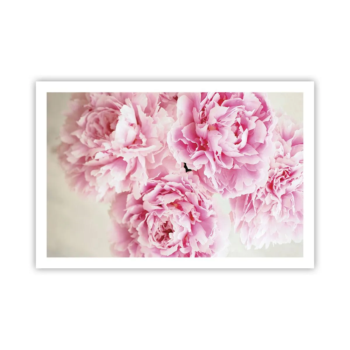 Affisch - Rosa prakt - 91x61 cm