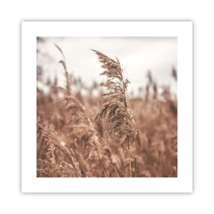 Affisch - Hösten är framme på åkrarna - 40x40 cm