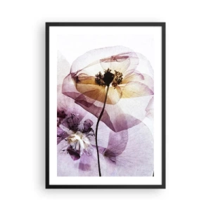 Affisch i svart ram - Transparenta blommor i pastellfärger - 50x70cm - Blommornas transparenta kroppar - Modern väggdekoration för vardagsrum och sovrum ARTTOR