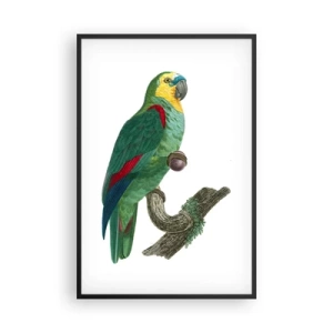 Affisch i svart ram - Porträtt av papegoja - 61x91 cm