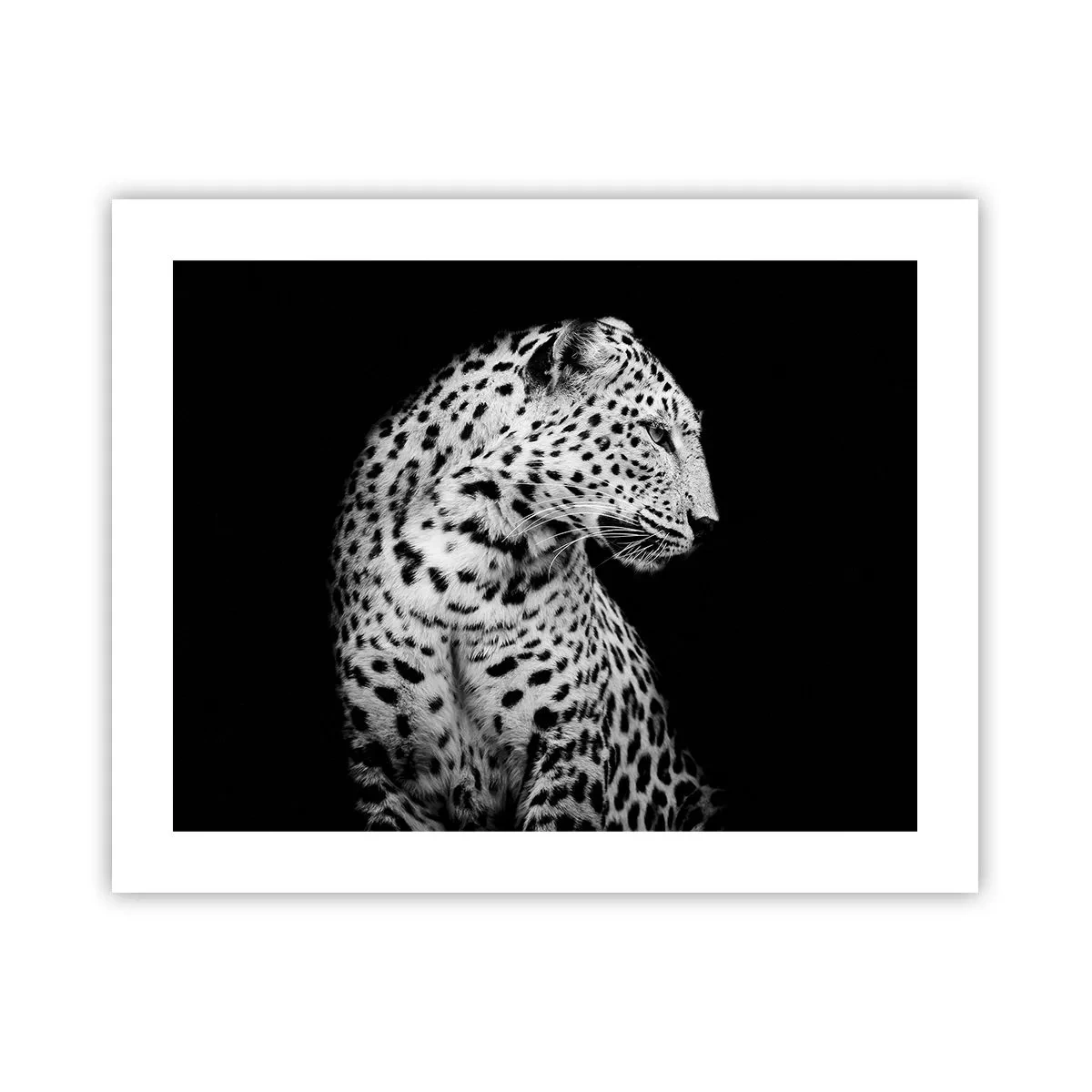 Affisch - Perfekt höger profil! - 50x40 cm