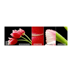 Fototapet Prov Standard Eco - Ett löfte om en ren kärlek - Blommor, Tulpaner, Natur - 100x30 cm