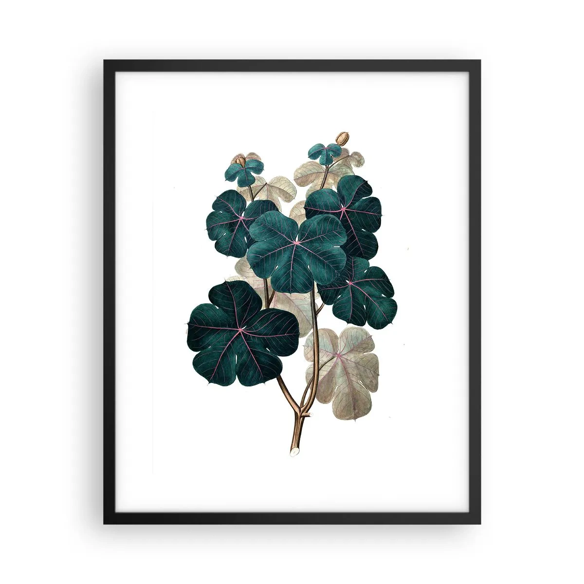 Affisch i svart ram - Från ett gammalt herbarium - 40x50 cm