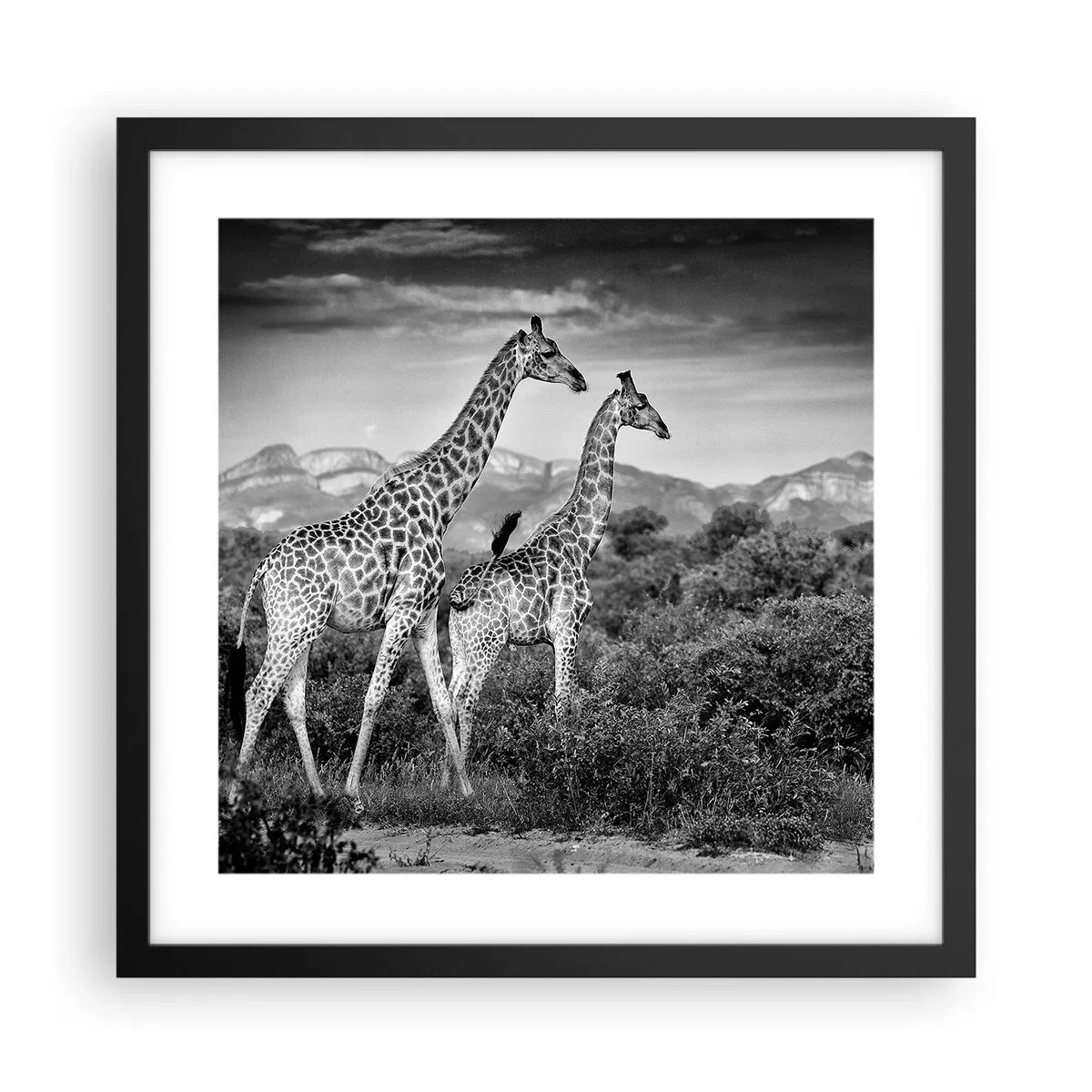 Affisch i svart ram - Högre klasser i Afrika - 40x40 cm