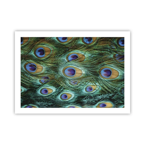 Affisch - Påfågels blick - 70x50 cm