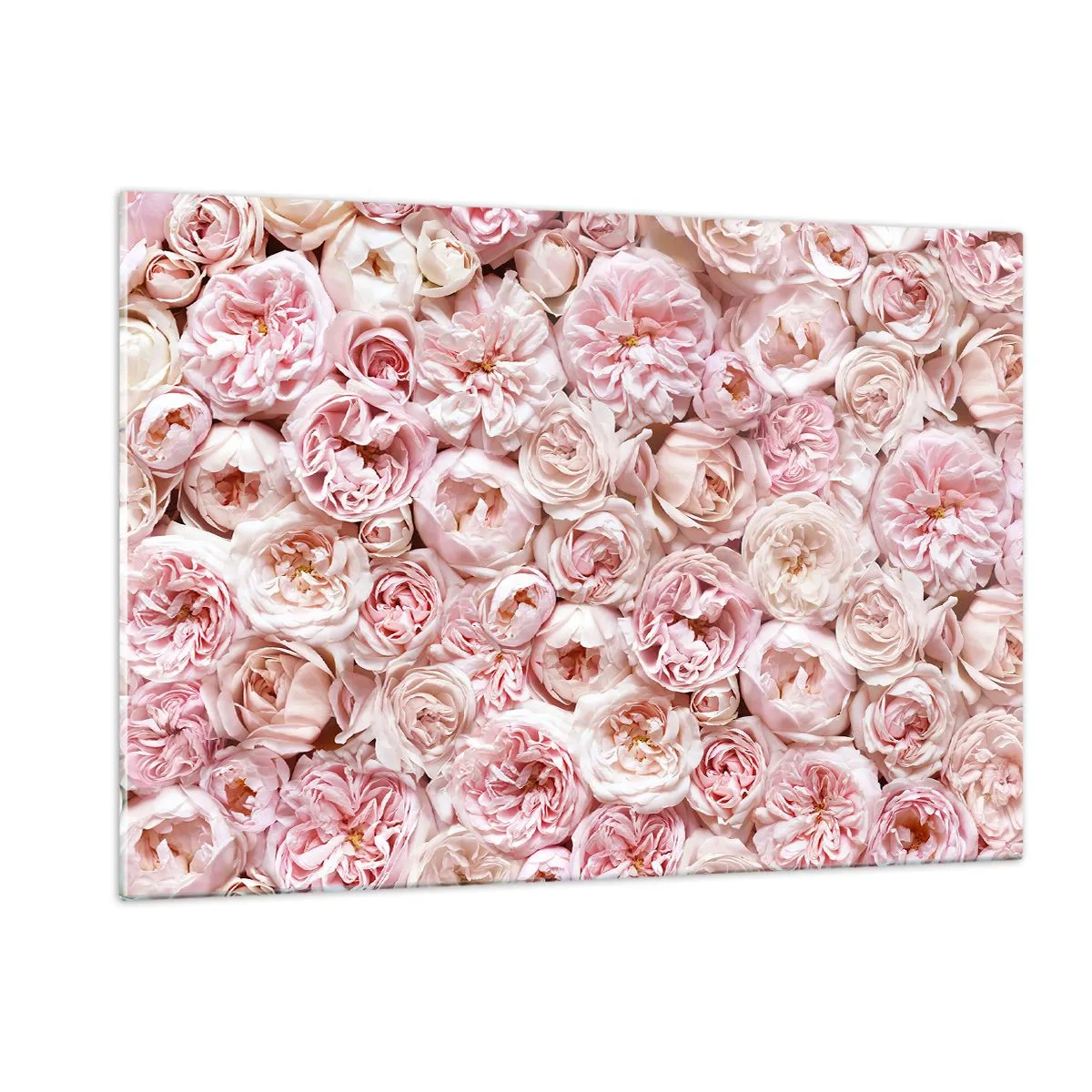 Glastavla - Bild på glas - Strödd med rosor - 120x80 cm