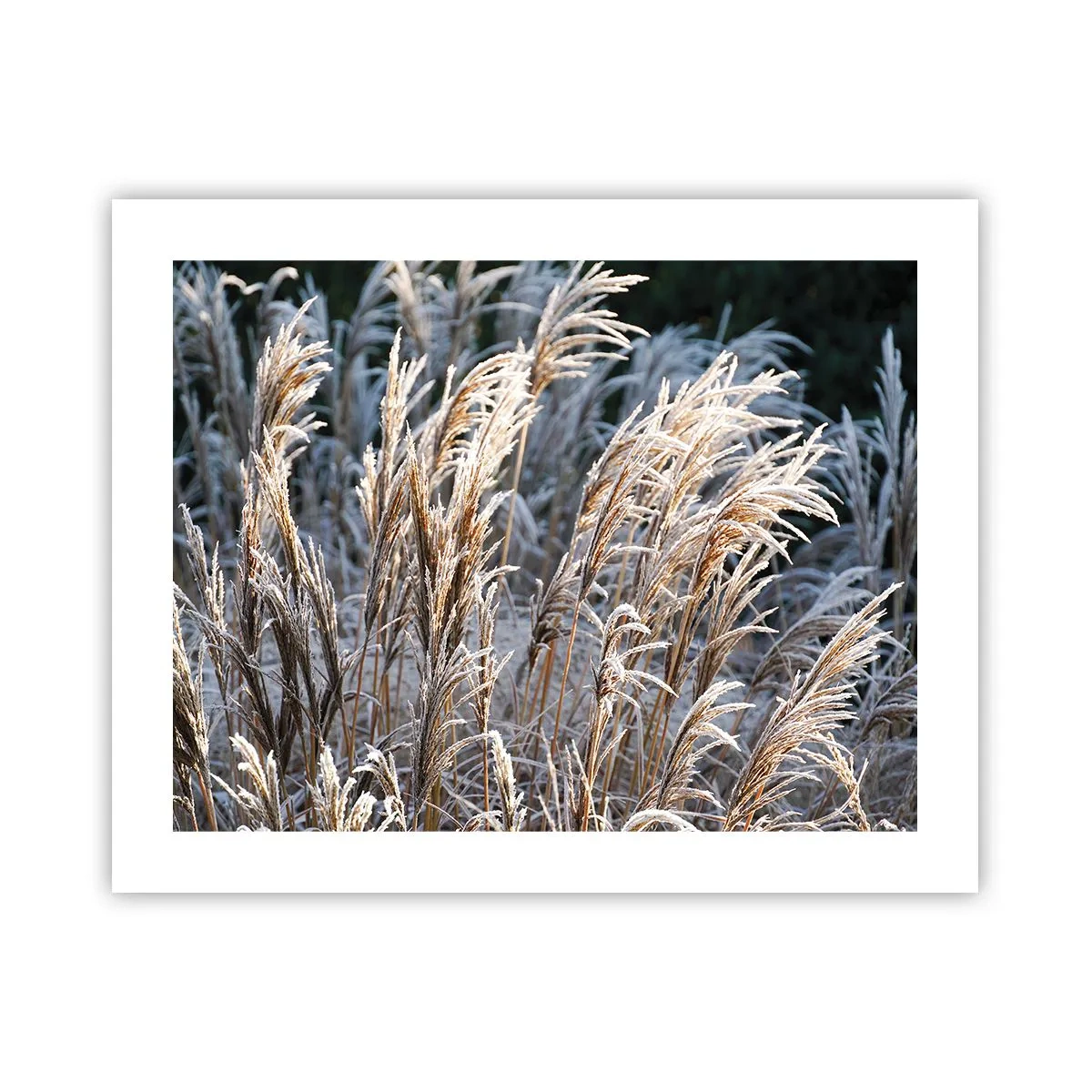 Affisch - Frostprydda - 50x40 cm