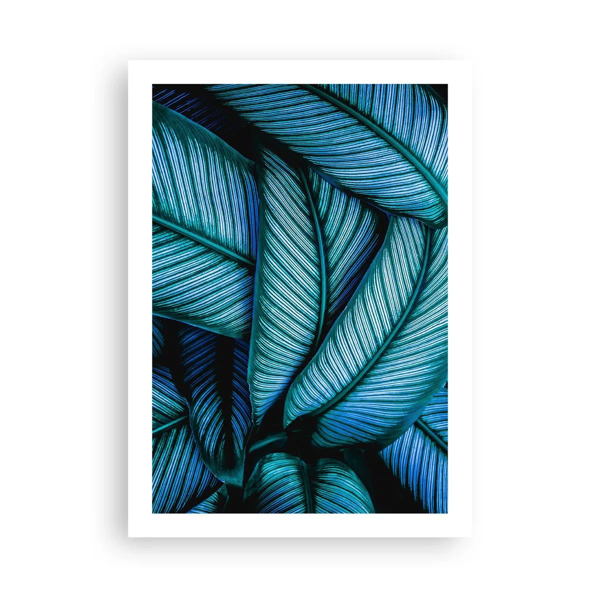 Affisch - Livslinjer - 50x70 cm