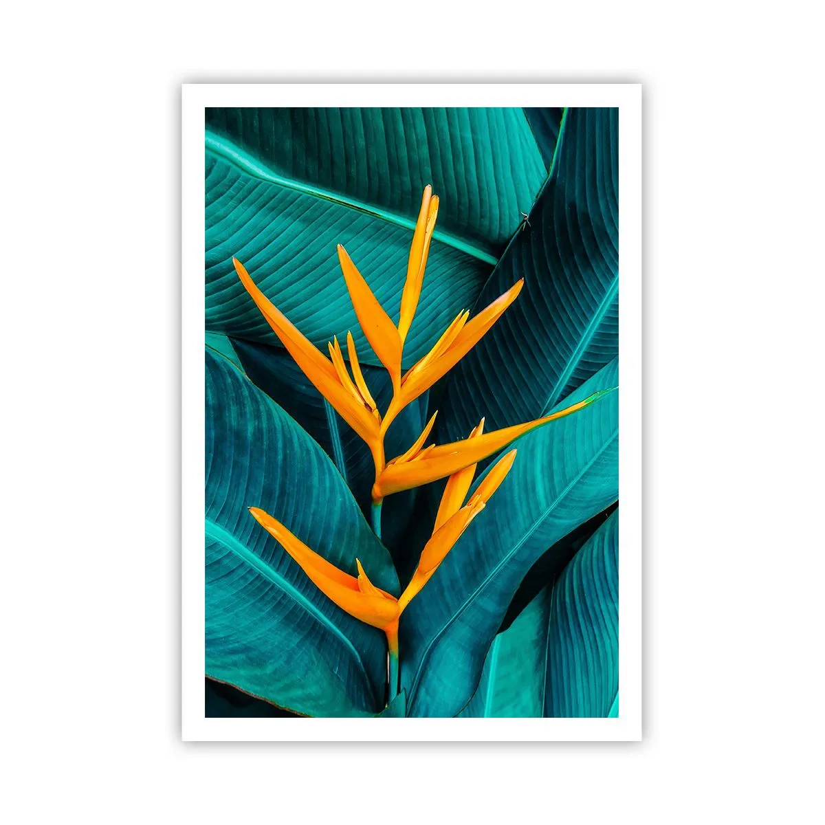 Affisch - Edens blomma - 70x100 cm