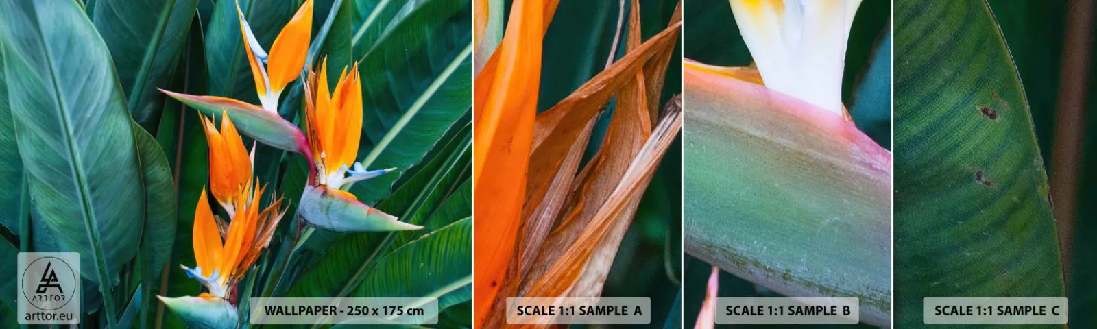 Fototapet Prov Standard Eco - Är det en blomma, eller en fågel? - Strelitzia Royal, Blomma, Afrika - 100x30 cm