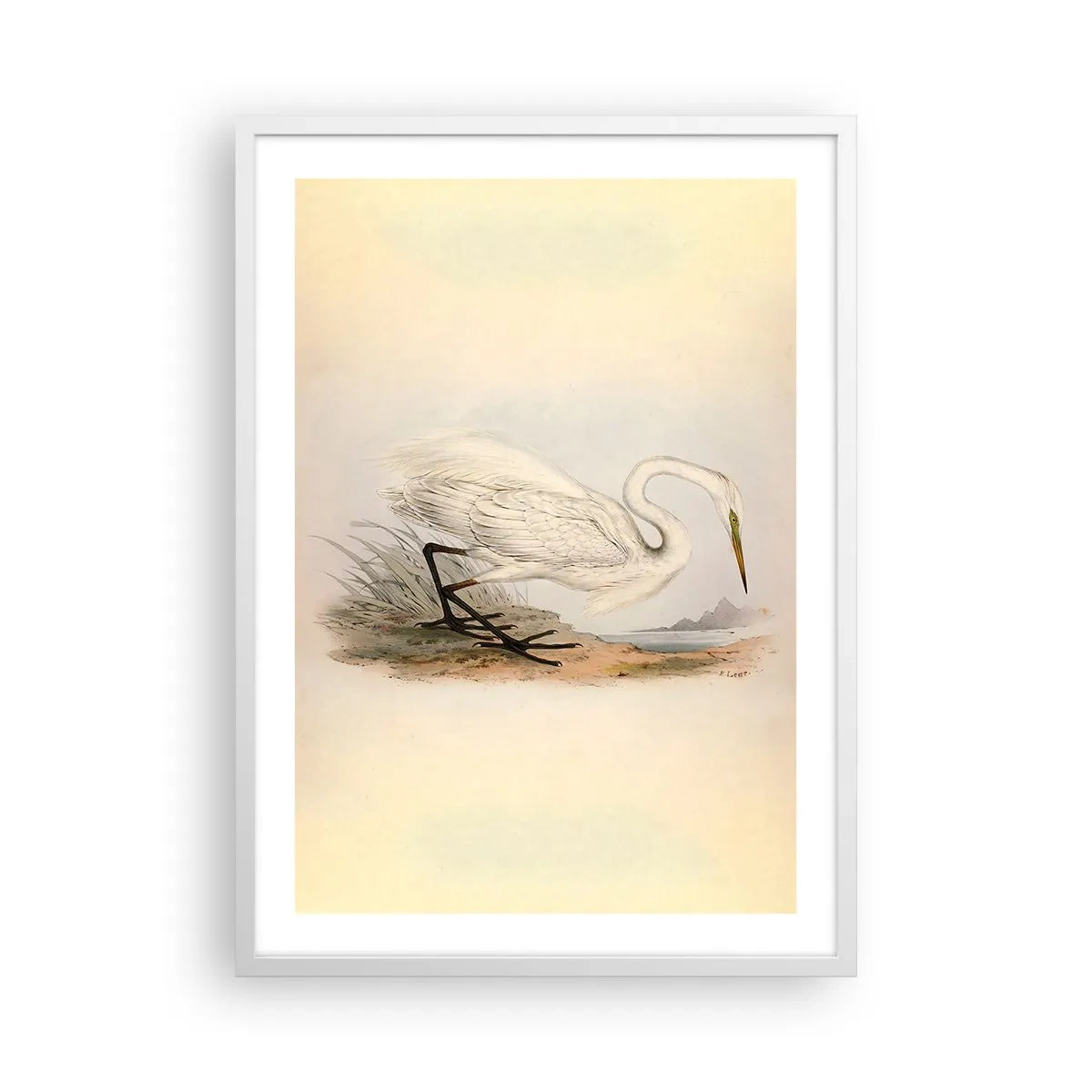 Affisch i vit ram - En dam i vassen - 50x70 cm