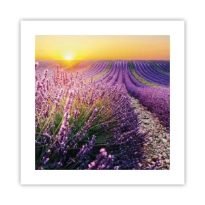 Affisch - Doftande åkermark - 40x40 cm