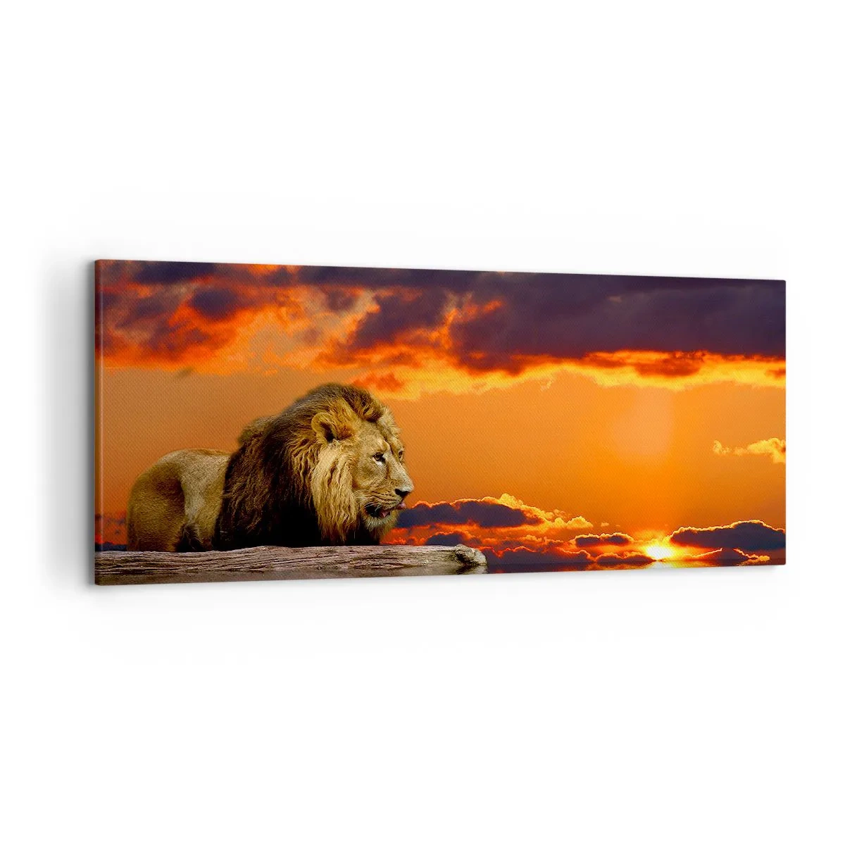 Canvastavla - Bild på duk - Naturens kung - 120x50 cm