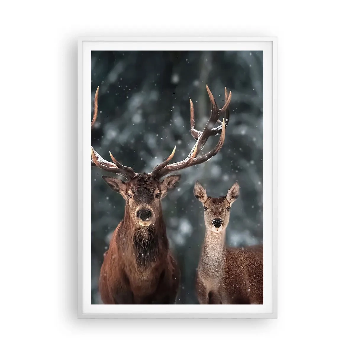 Affisch i vit ram - Skogens herre med hustrun - 70x100 cm